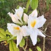 Rhododendron 'Oxydol' - Rododendron 'Oxydol' C5/5L